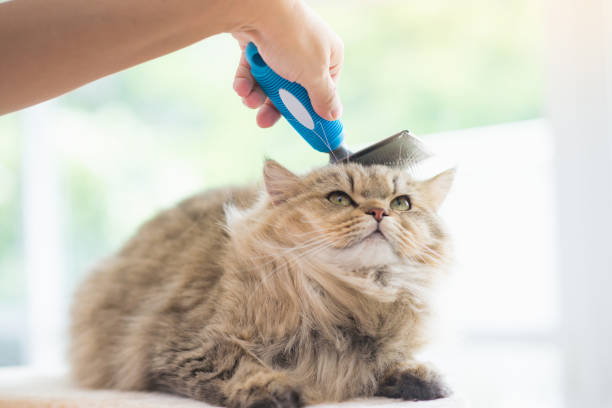 cat grooming