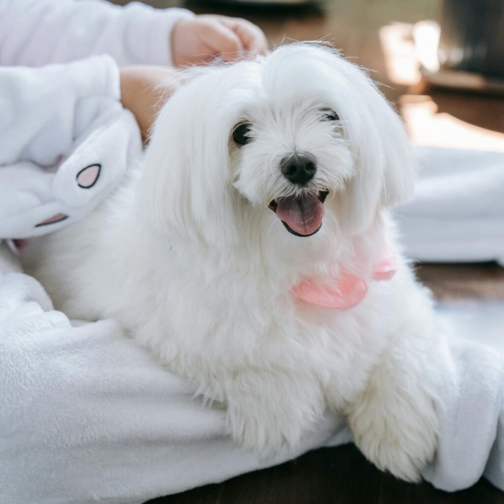 Trendy Pet Haircuts and Styling Ideas for 2025 pexels katya wolf 9428551