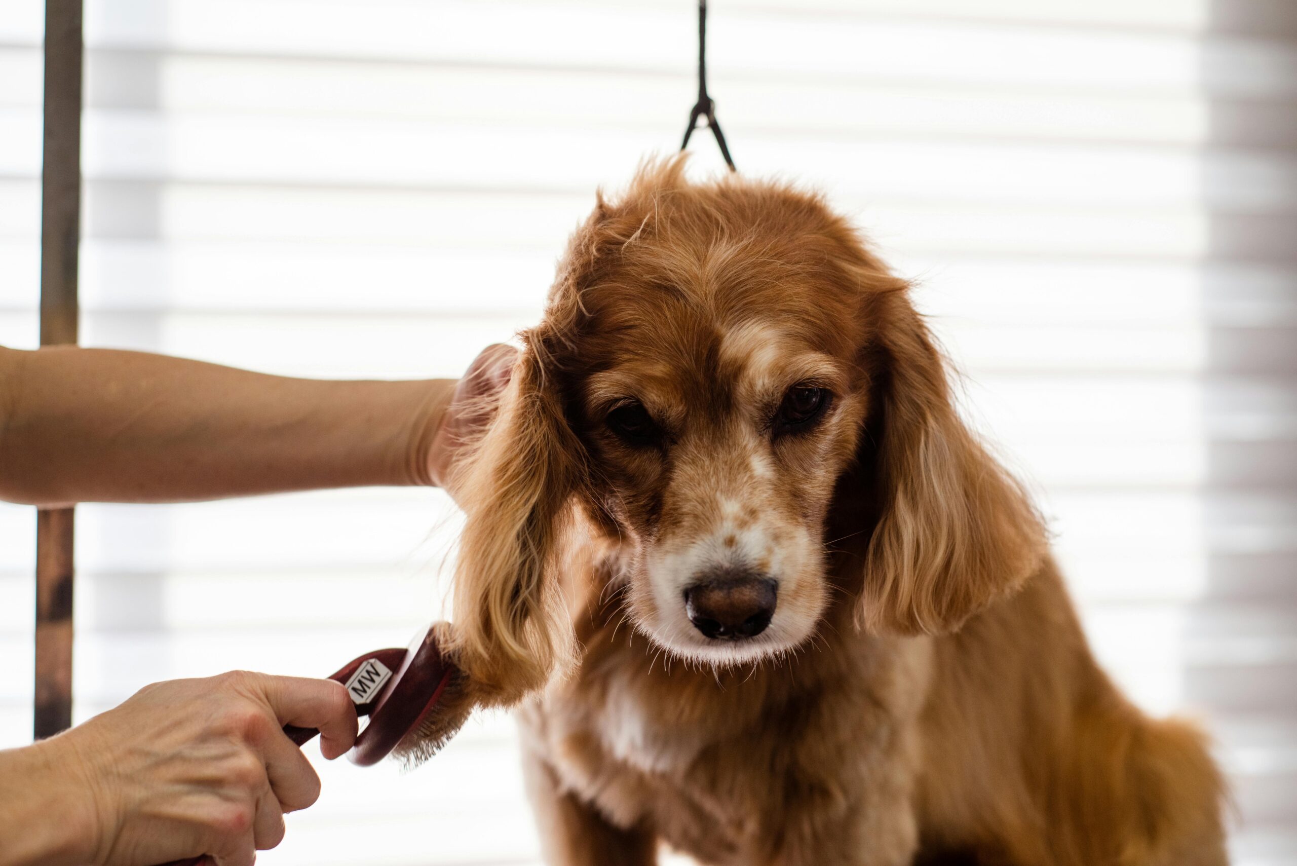 A Cocker Spaniel dog being groomed indoors by a professional pet grooming