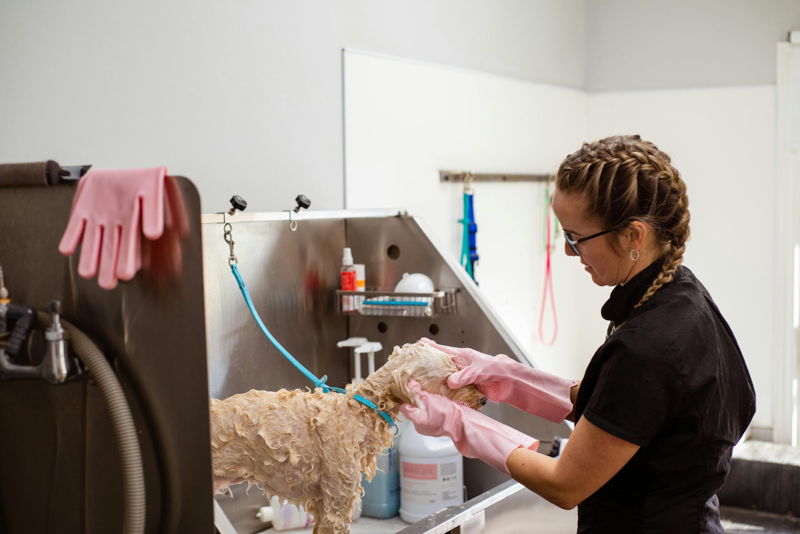 Professional pet grooming washing a curly-haired dog at a grooming salon with care.