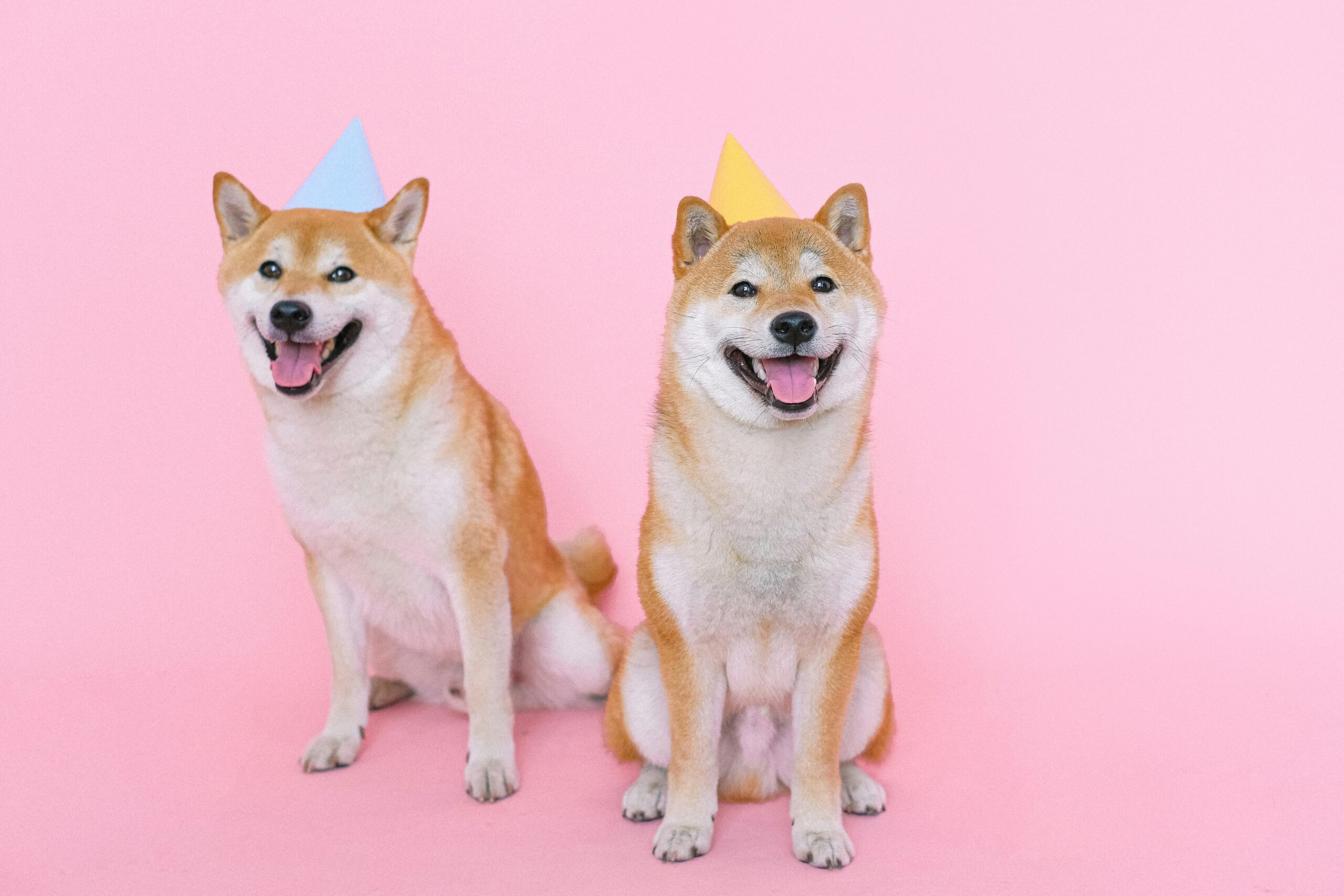 Adorable Shiba Inus in party hats posing against a vibrant pink backdrop.