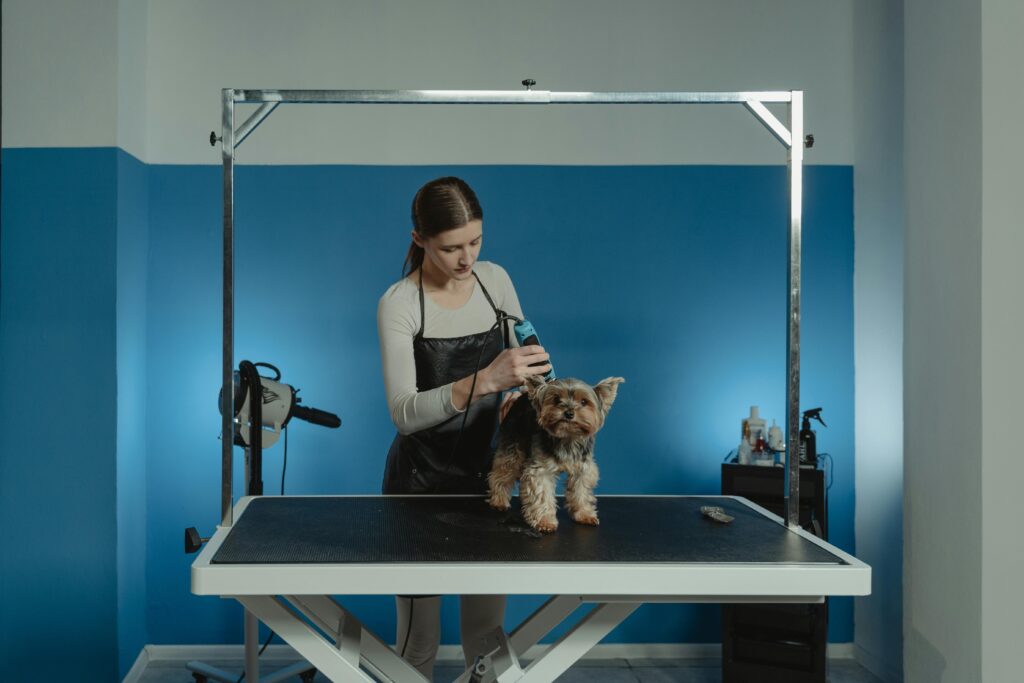 Common Grooming Mistakes and How to Avoid Them A skilled groomer trimming a cute Yorkshire Terrier in a pet salon.