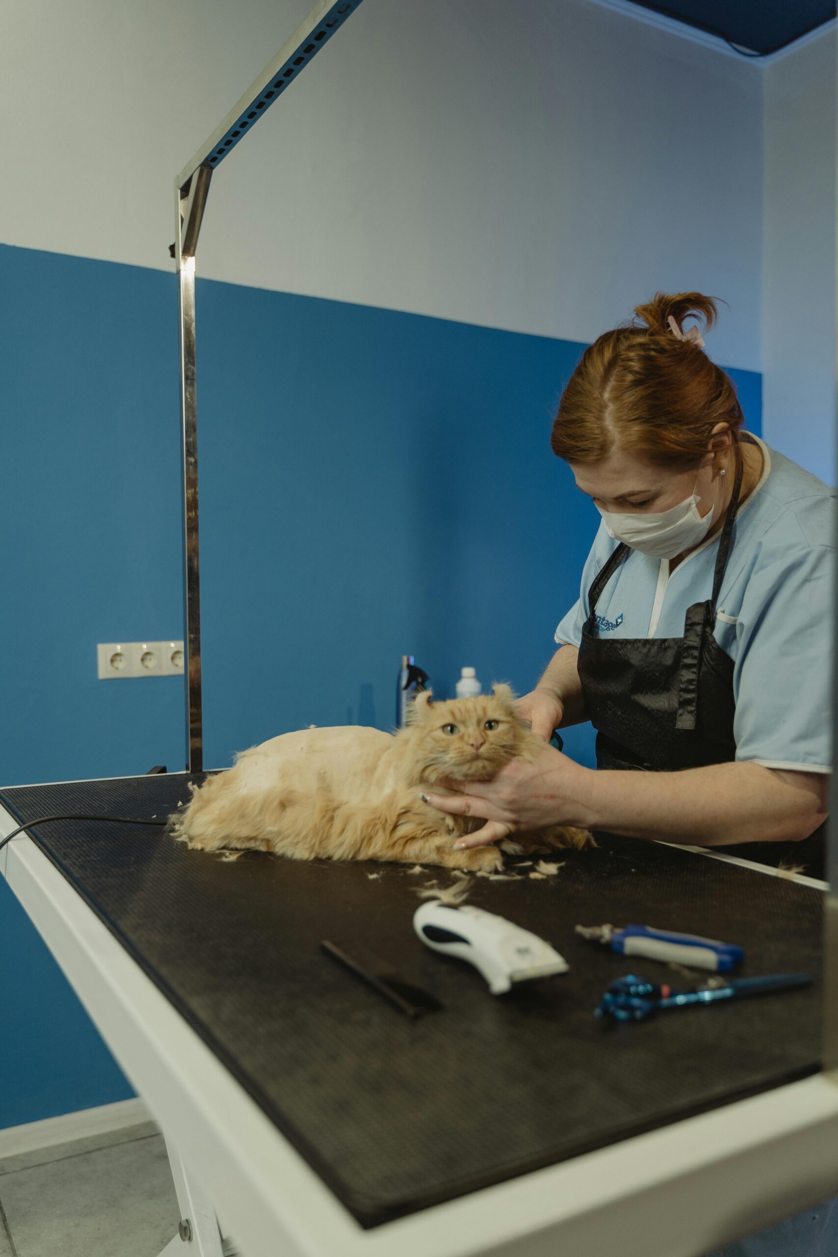 A cat undergoing a grooming session by a professional groomer in a pet salon.