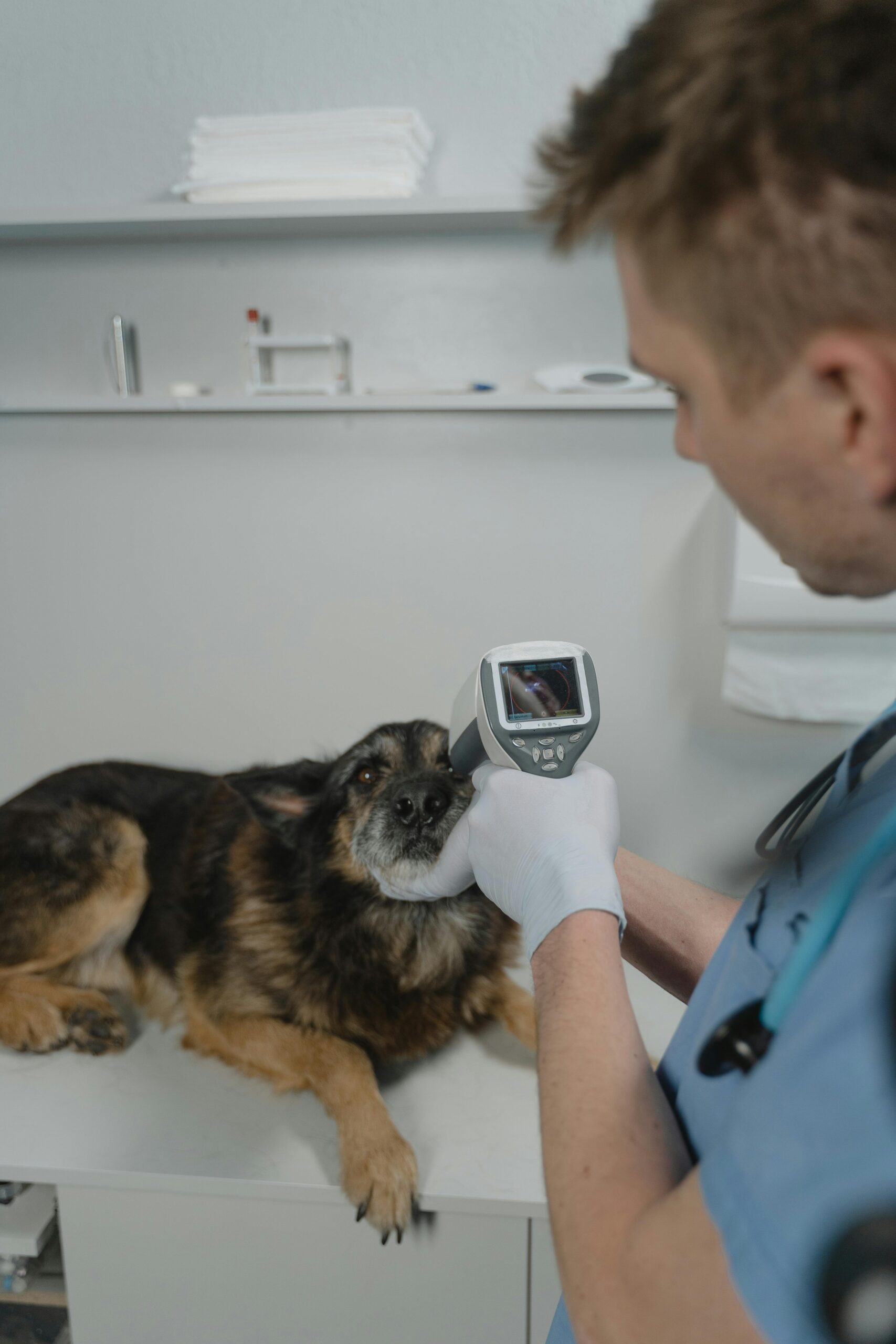 Veterinarian in scrubs using a diagnostic device on a dog in a clinic. Pet healthcare indoors.