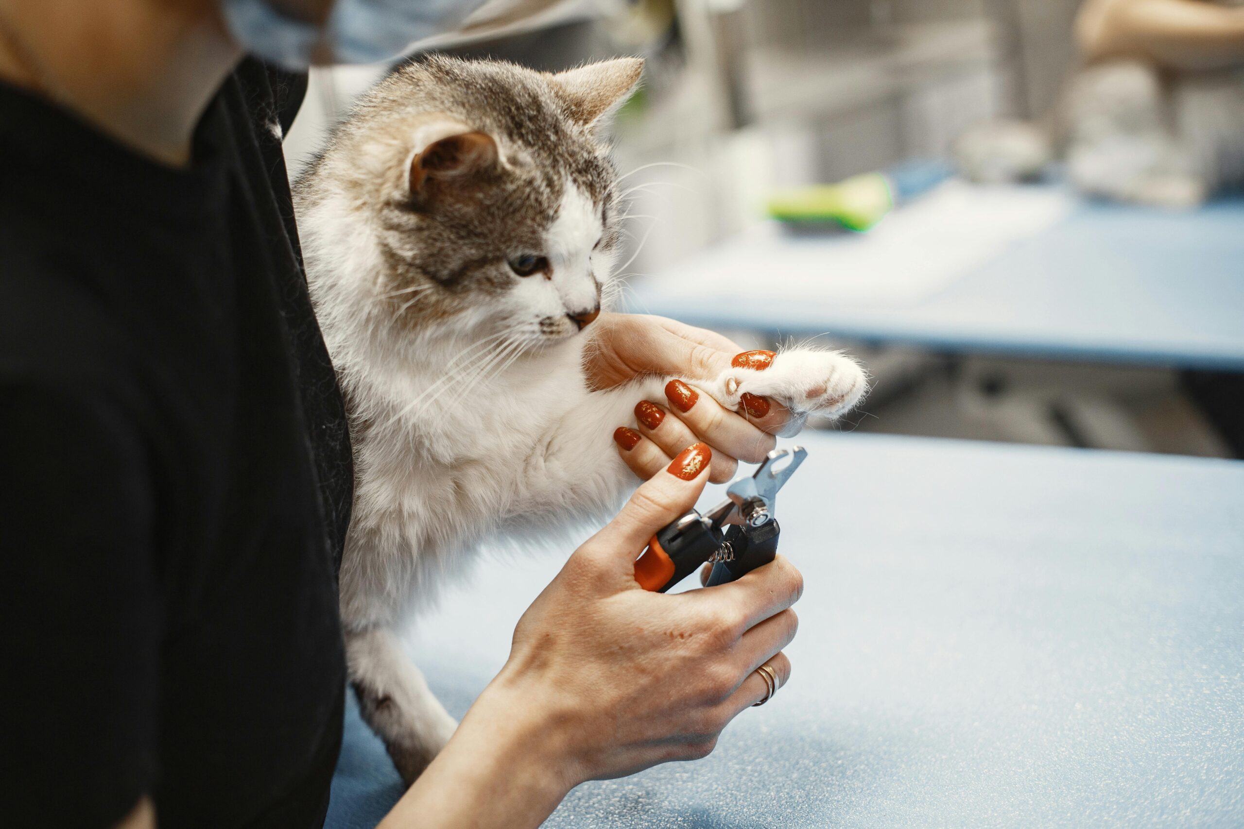 Close-up of a woman trimming a cat's claw using nail clippers at home.