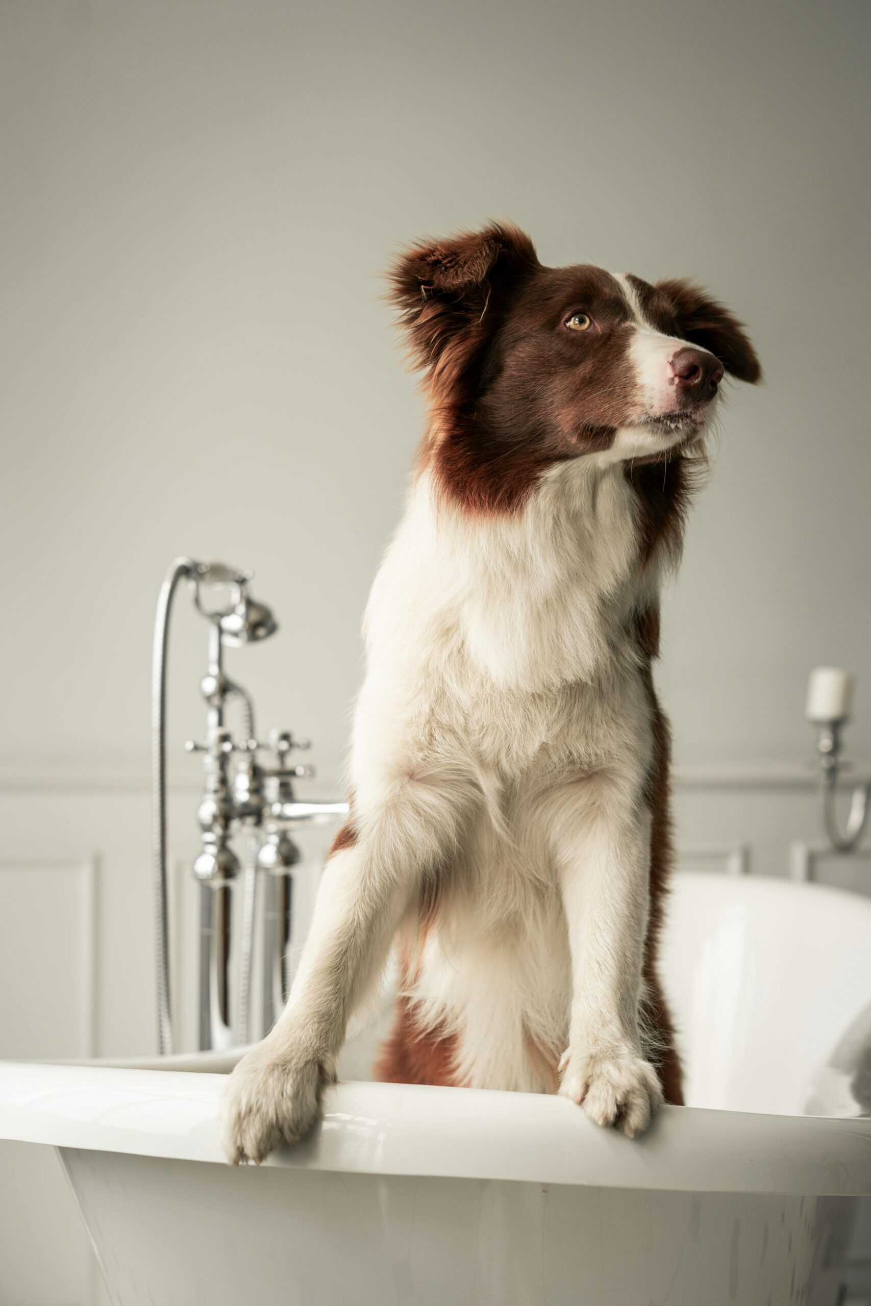 Cute border collie standing in a white bathtub, indoors. Perfect pet photography.