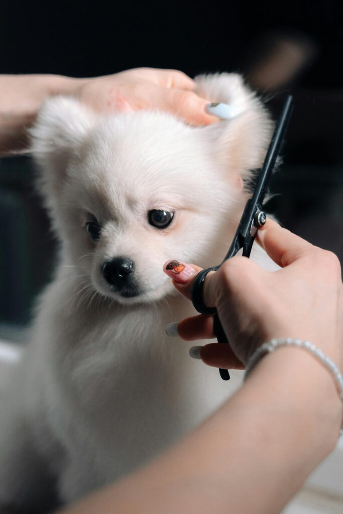 🐕 Dog Grooming : A Beginner’s Guide for Pet Parents pet grooming2