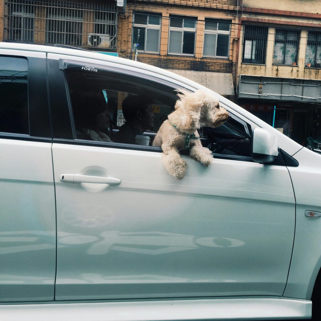 pet travelling in a car